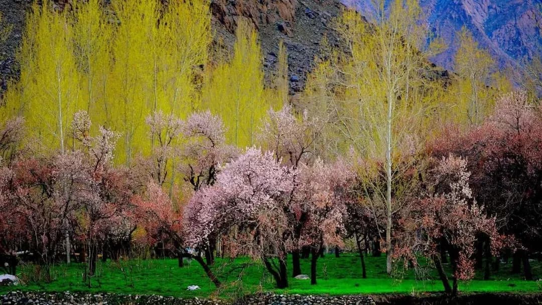 Ladakh Apricot Blossom 2026 Guide