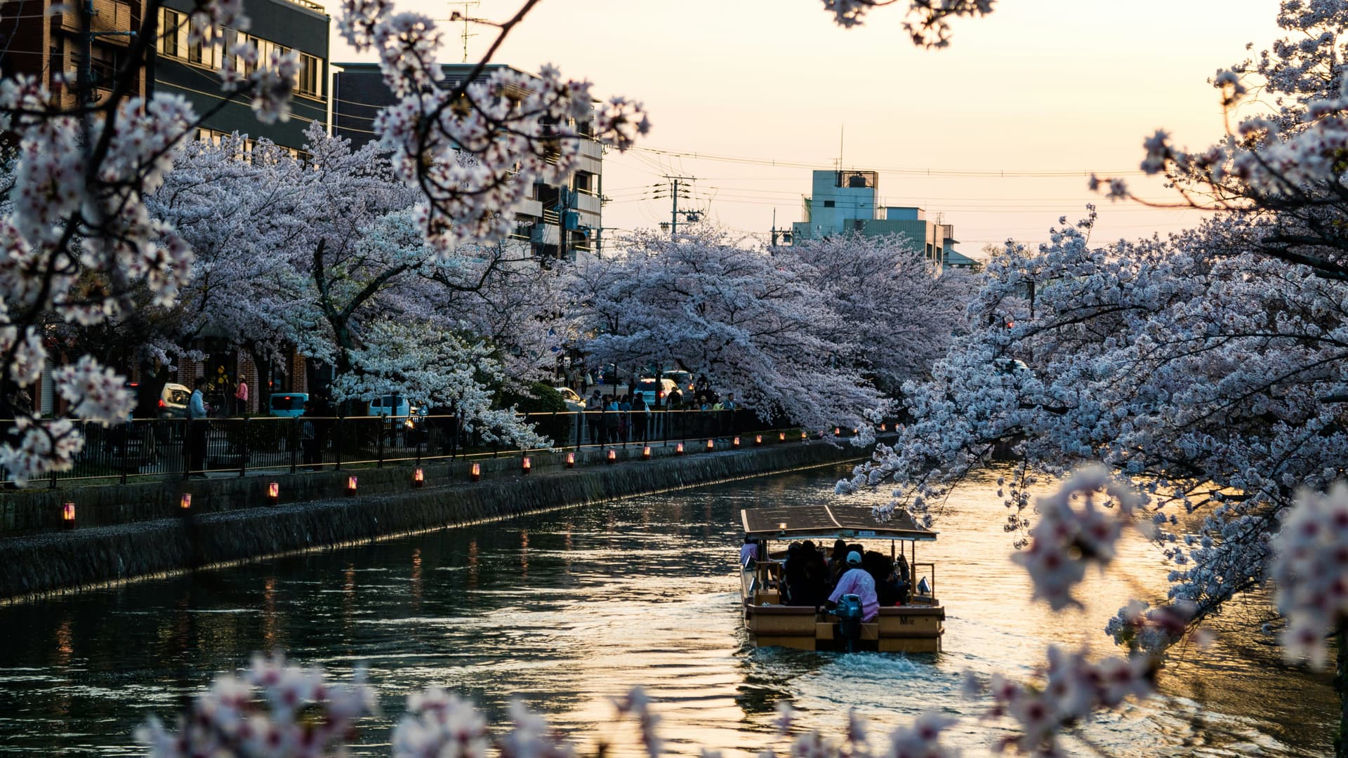 Best Time to Visit Japan: Month-by-Month Guide, Seasonal Highlights & Travel Tips